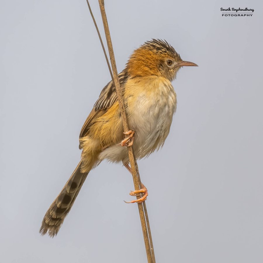 20240126 - Teesta Grassland I - 159-E