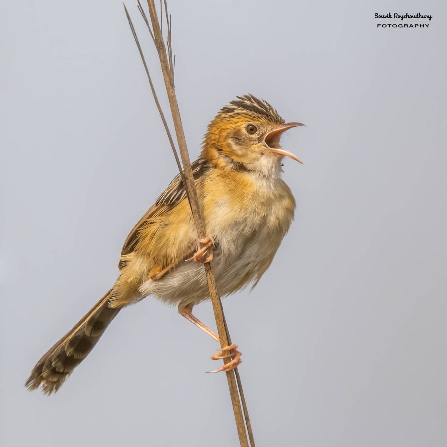 20240126 - Teesta Grassland I - 164-E
