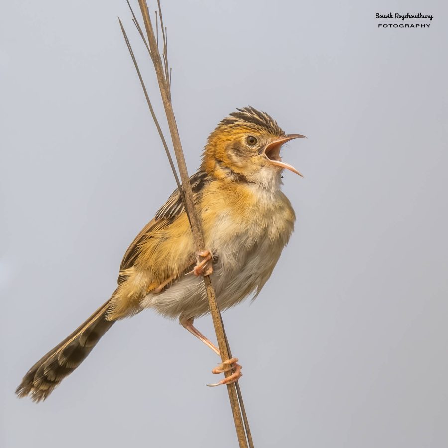 20240126 - Teesta Grassland I - 165-E