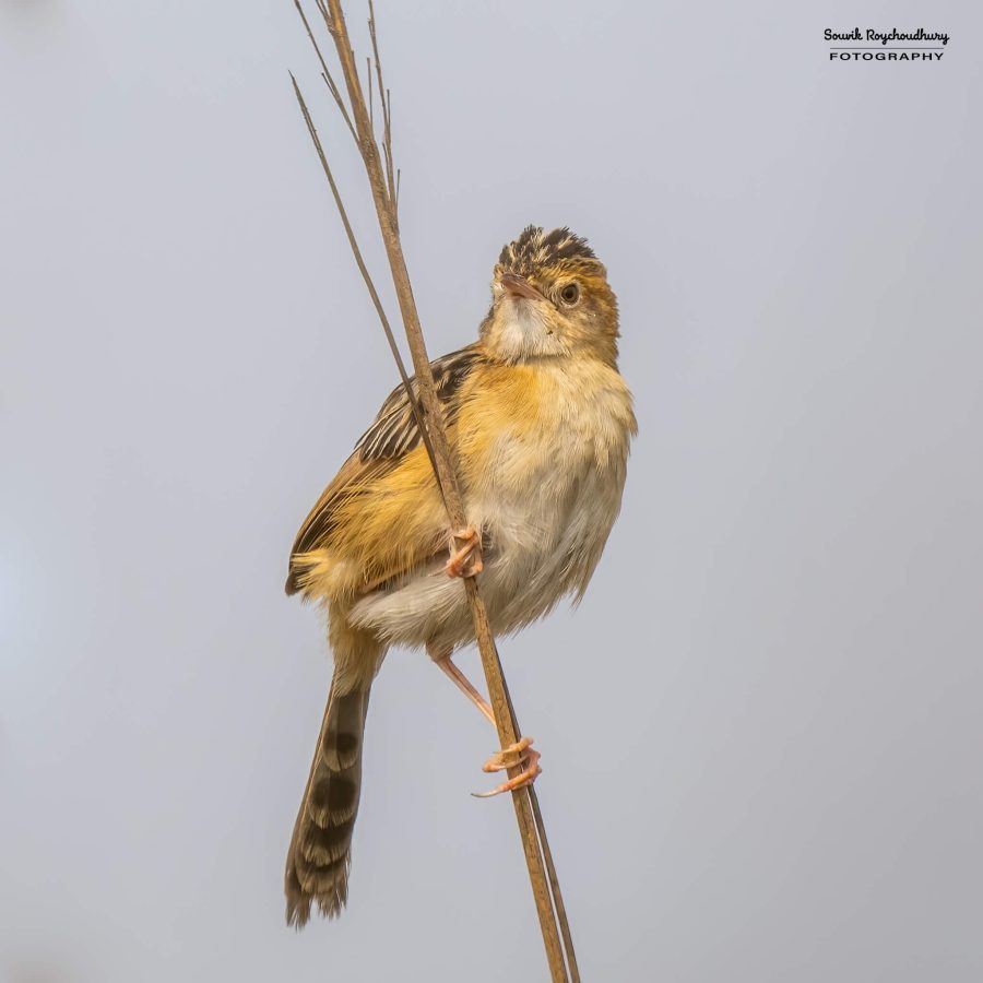 20240126 - Teesta Grassland I - 210-E