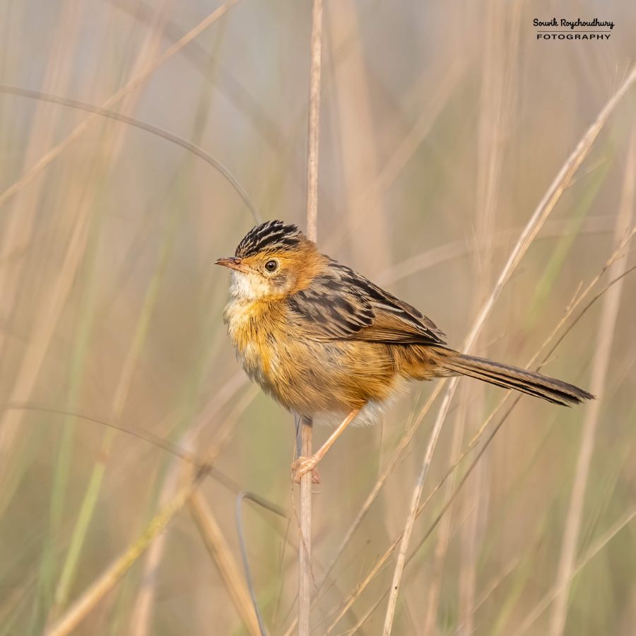 20240126 - Teesta Grassland II - 100-E