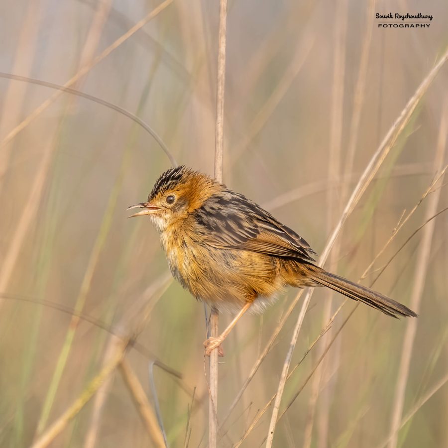 20240126 - Teesta Grassland II - 117-E