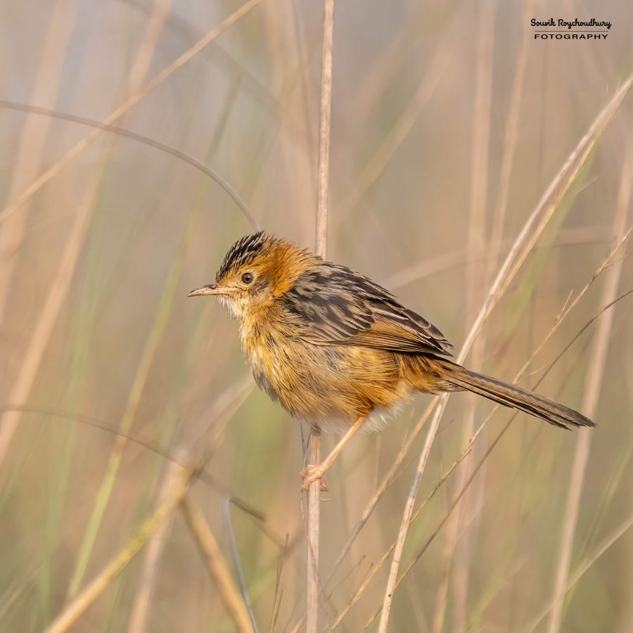 20240126 - Teesta Grassland II - 118-E
