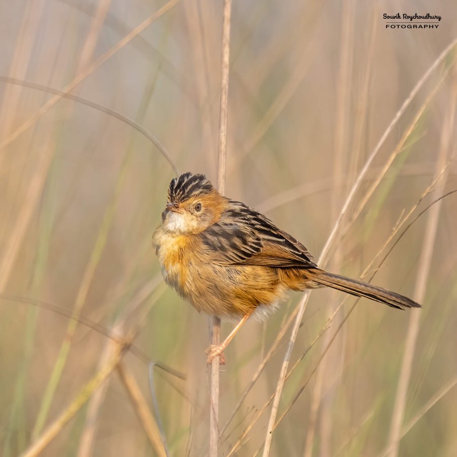 20240126 - Teesta Grassland II - 126-E