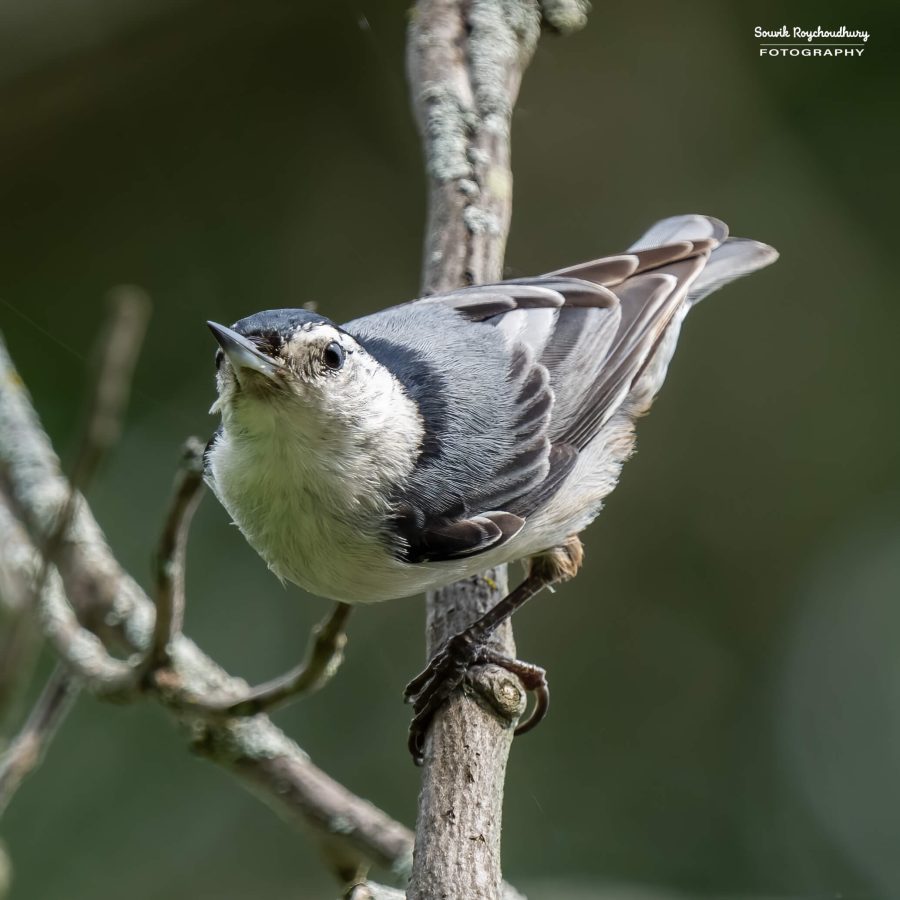 20240618 - Mendon Ponds Park - 1881-E
