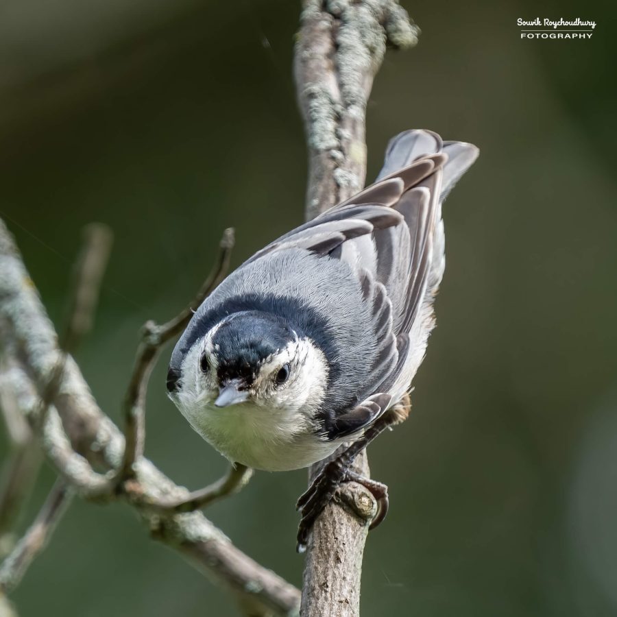 20240618 - Mendon Ponds Park - 1909-E