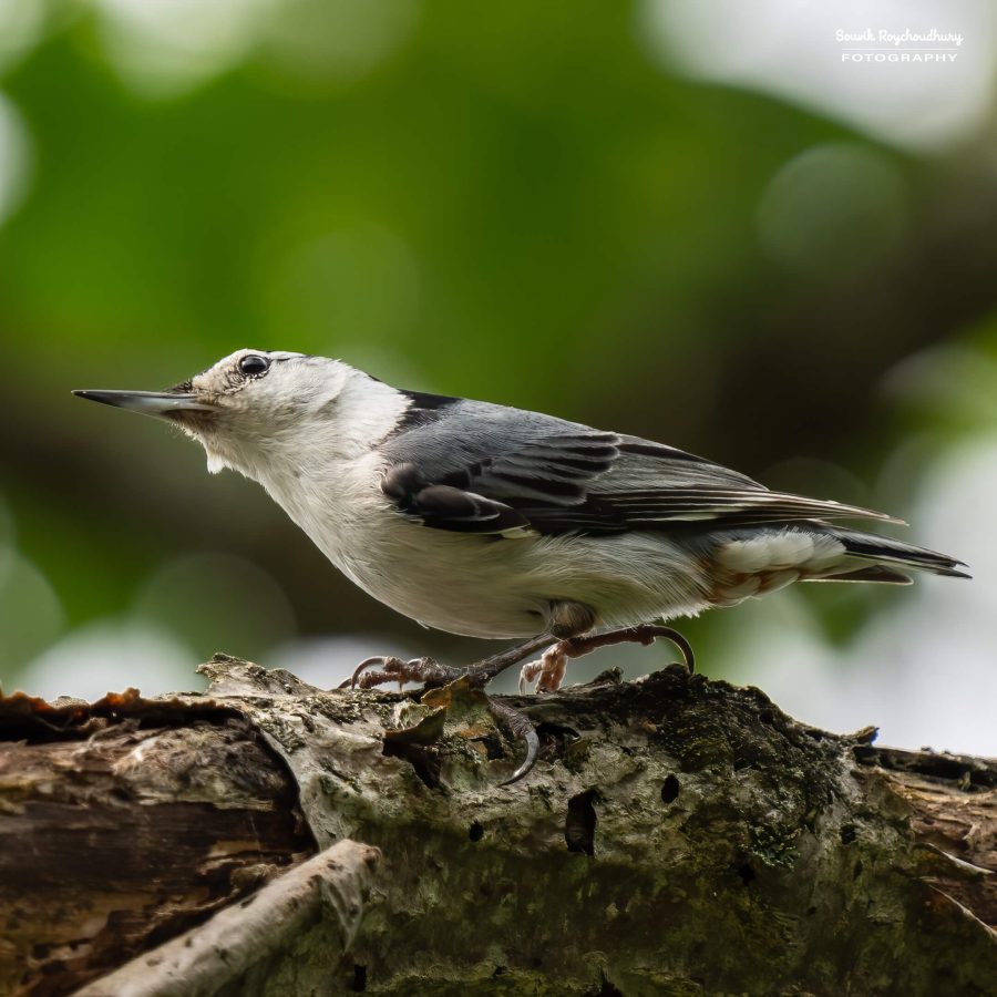 20240618 - Mendon Ponds Park - 2013-E