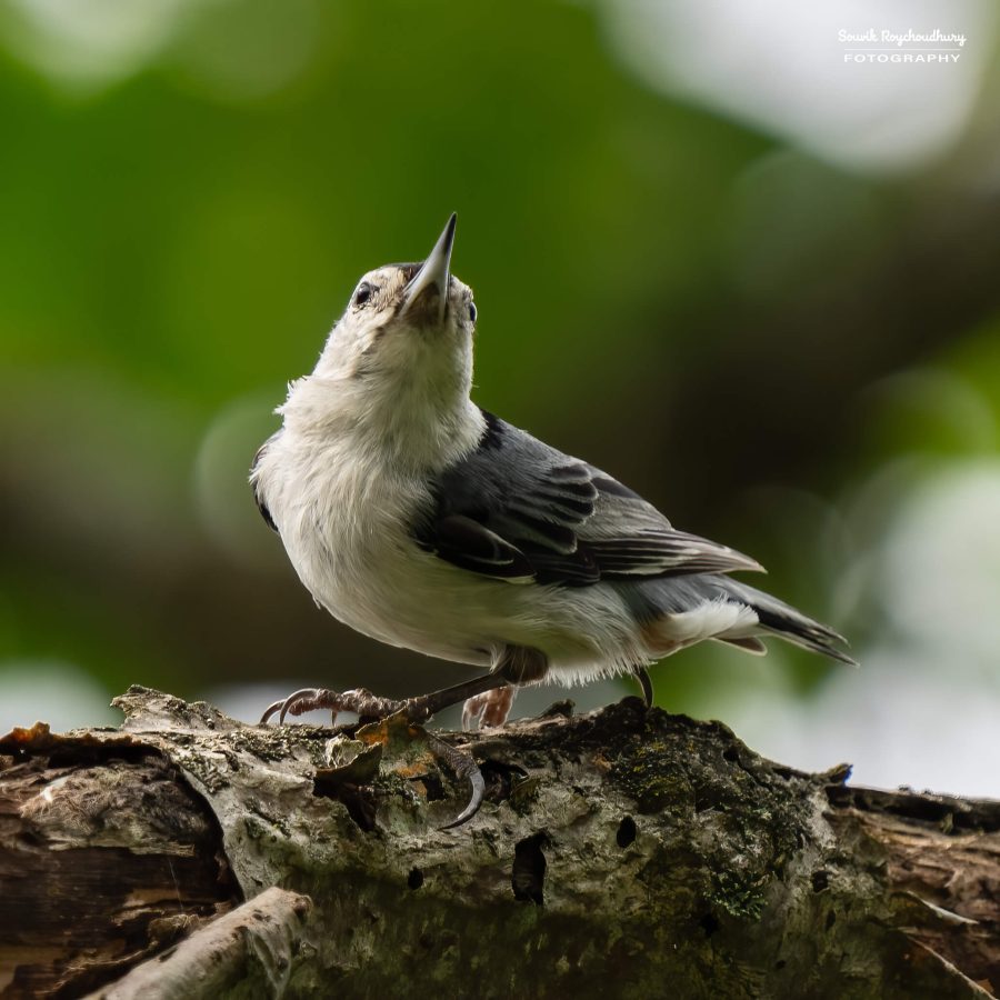 20240618 - Mendon Ponds Park - 2023-E