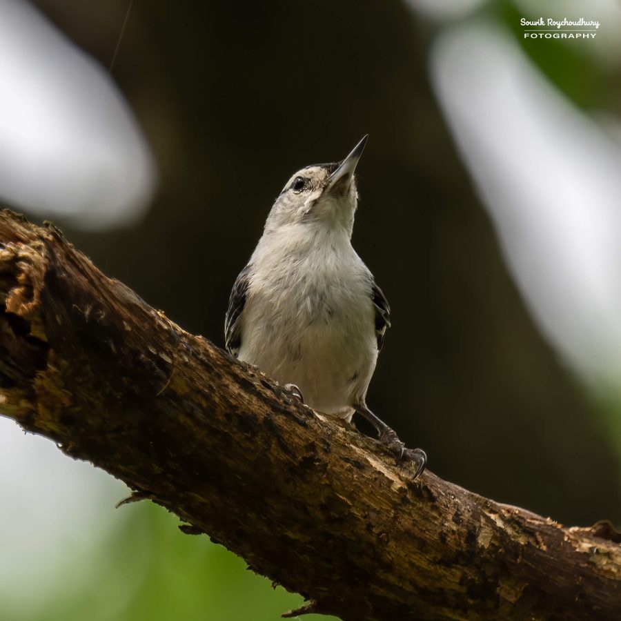 20240618 - Mendon Ponds Park - 2034-E