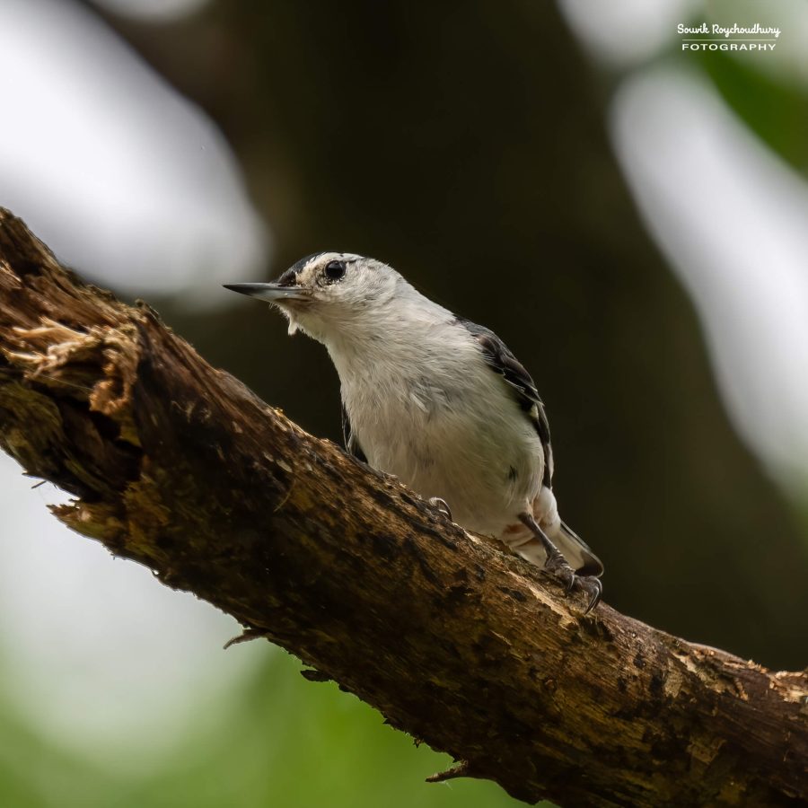 20240618 - Mendon Ponds Park - 2042-E