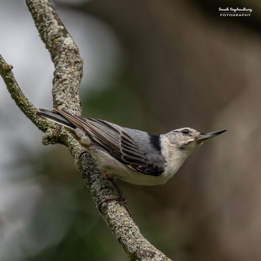 20240618 - Mendon Ponds Park - 2056-E