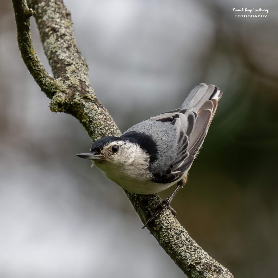 20240618 - Mendon Ponds Park - 2150-E