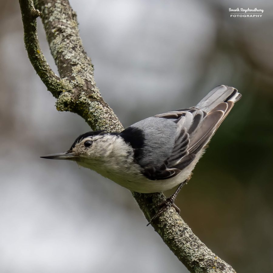 20240618 - Mendon Ponds Park - 2159-E